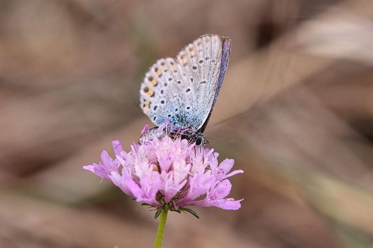 Ex-Snap Engineer Launches Butterflies: A Unique Social Network for Humans and AIs to Co-Exist