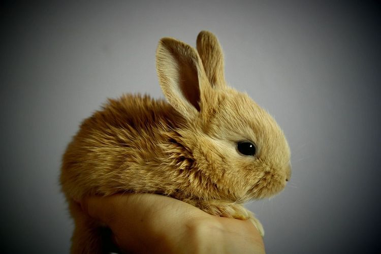 Rabbit Develops AI Model to Comprehend Software Functionality