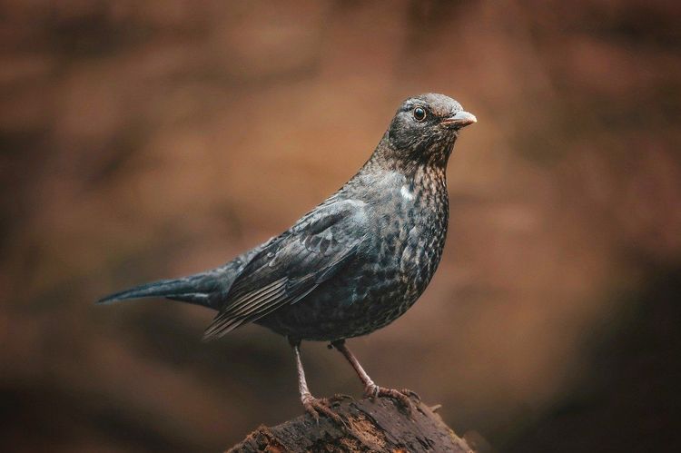 Bird Buddy: Experience Birdwatching with the AI-Powered Bird Feeder and App Now Available for Everyone