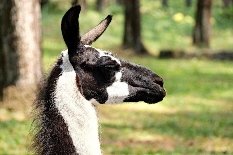 LLaMA-Omni: The Open-Source AI Challenging Siri and Alexa’s Dominance in Voice Technology