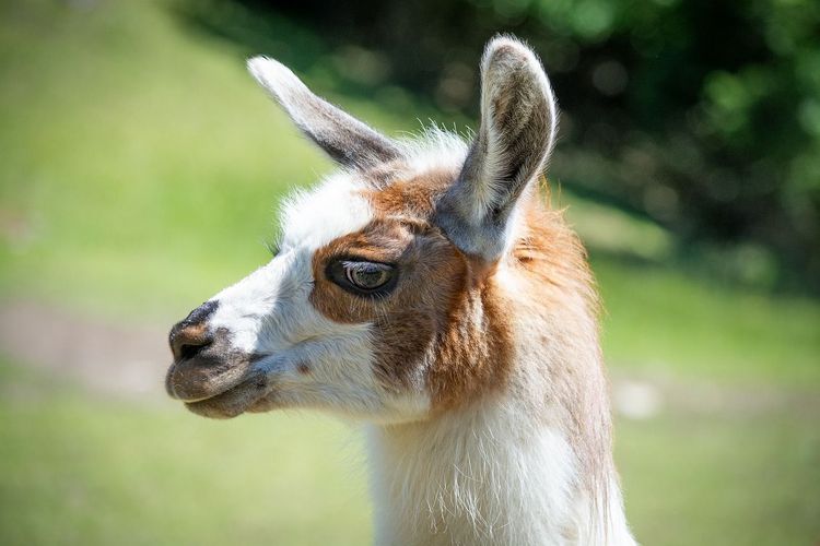 Forget ChatGPT: Why Llama and Open Source AI Are Dominating 2023