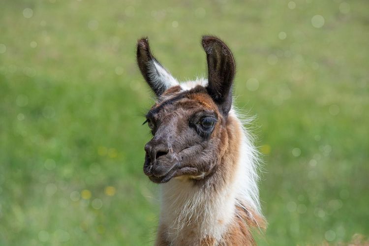 Comparing Llama 3.1 and GPT-4o: A Comprehensive Performance and Cost Analysis