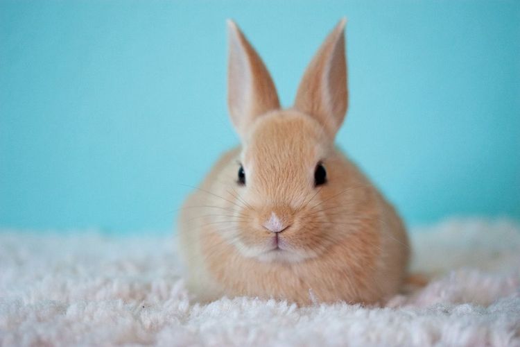 "Rabbit R1 Security Flaw Potentially Exposes Sensitive User Data to Unauthorized Access"